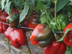 Paprykowe spotkania dla producentów warzyw