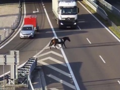 Koń pędził po ekspresówce. To nie było Ferrari