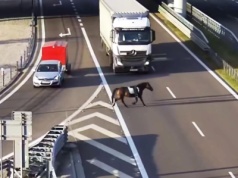 Koń na drodze S19 w kierunku Rzeszowa. Niecodzienny uciekinier zaskoczył kierowców [WIDEO]