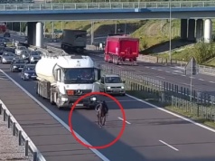 Osiodłany koń biegł po ekspresówce. Kierowcy zachowali zimną krew