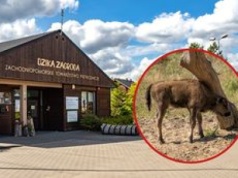 Poppy – najmłodsza mieszkanka Dzikiej Zagrody w Jabłonowie
