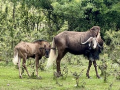Gnu brunatne w zoo w Lisowie