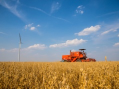 Aktualne ceny zbóż 2025 – stawki w skupach rozczarowują