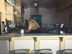 Zamieszanie w kurorcie. Niedźwiedź wszedł do lodziarni