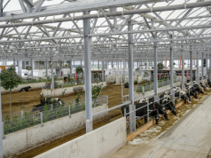 Obora za 14 mln euro: półprzezroczysty dach i pastwisko zamiast podłogi?