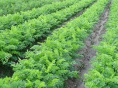 Jak zwalczać rolnice na plantacjach warzyw?