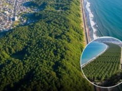 Wielki mur z milionami drzew ma zatrzymać tsunami. Unikatowy projekt