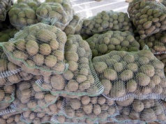 Blady strach padł na producentów ziemniaków. Tanie i coraz tańsze