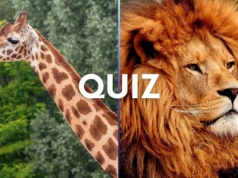 Edukacyjny quiz o zwierzętach. Roślinożerne czy mięsożerne? Odróżnisz?