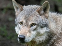Wilki wróciły do parku narodowego. Niespodziewane korzyści dla przyrody