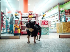 Nadchodzi era dog-friendly retailu. Coraz więcej Polaków chce robić zakupy z psem