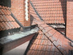 O takich dwóch co skakali przez płot i kradli rynny z dachu