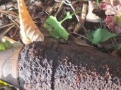Puławy: Kolejne niewybuchy z czasów II wojny światowej znalezione w powiecie