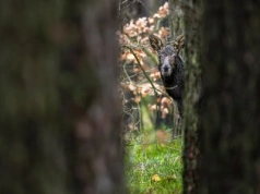 Cztery martwe łosie. Obrońcy zwierząt żądają zmian od właściciela posesji