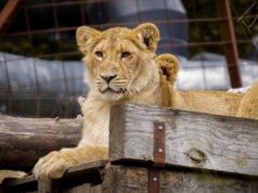 Lwy i tygrysy zabite podczas remontu. Skandal w legendarnym zoo