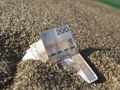 Znaczący wzrost prognoz może mocno wpływać na ceny zbóż
