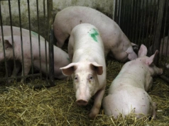 Dobrostan zwierząt: rolnicy dostali więcej czasu i prostsze zasady