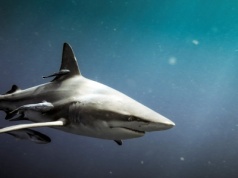 Niepokojące odkrycie naukowców. Zakwaszenie oceanów zagraża rekinom