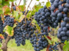 Winobranie 2025 Zielona Góra. Wracają Winobusy! Sprawdź rozkład i ceny biletów