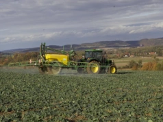 Jesienne skracanie rzepaku ozimego – jak regulować pokrój w zależności od pogody i kondycji plantacji?