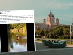 Polski łoś stał się gwiazdą internetu. Dotarł aż pod Wiedeń. Austriacy go uwielbiają