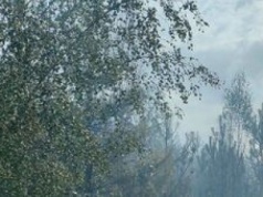 21 zastępów straży pożarnej gasi pożar lasów w okolicach Firleja