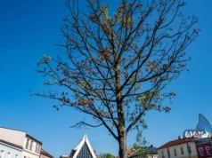 Jawor na rynku usycha. Stowarzyszenie Zielone Jaworzno pyta o podjęte działania. MZDiM odpowiada