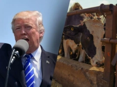Wojna handlowa USA-UE. Mleczarstwo może zapłacić najwyższą cenę