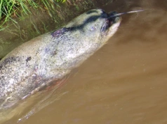 Sensacja w Warmii. Wędkarz złowił gigantycznego suma