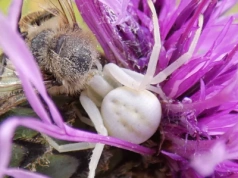 Wielkanoc w sierpniu