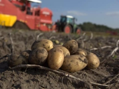 Import ziemniaków do Polski kosztował ponad 200 mln zł. Skąd Polska importuje najwięcej ziemniaków?
