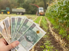Kukurydza kiszonkowa na pniu 2025: jaka cena za hektar?