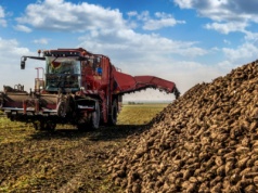 Kampania cukrownicza 2025/2026: niższa polaryzacja i zapowiedź podwyżki tzw. podatku cukrowego