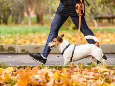 To powinien wiedzieć każdy opiekun psa. Ekspertka ma ważną radę