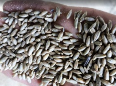 Materiał siewny z własnych zbiorów – ile kosztuje?