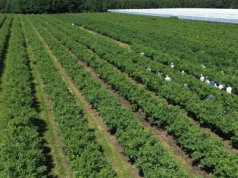 Rolnik stracił plantację przez robotników. Kto odda pieniądze?