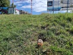 Po chomikach do celu. Inwestor planuje wysiedlenie zagrożonego gatunku z Czechowa