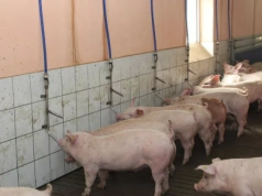 Szczepienie świń przez wodę. Sprawdź, jak robić to bezpiecznie i skutecznie