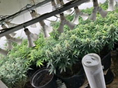 Hodowca-recydywista posiadał plantację konopi indyjskich. Został zatrzymany