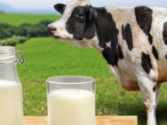 Ceny mleka 2025 według GUS spadają. W lipcu najmniej od początku roku?