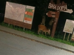 Kiedy leśne ścieżki prowadzą do miasta. Łania pod dworcem kolejowym w Szklarskiej Porębie