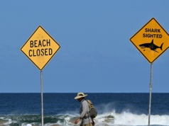 ​Surfer zmarł po ataku rekina. Miasto zamyka plaże