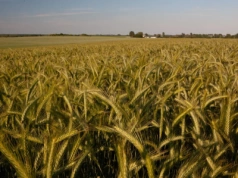 Jaką odmianę pszenżyta wybrać do produkcji na paszę, a jaką do bioetanolu?