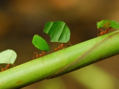 Mrówki właśnie zaprzeczyły podstawom biologii. Ta sama matka, dwa różne gatunki