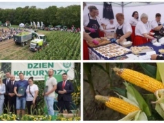 139 odmian kukurydzy zaprezentowanych podczas Krajowego Dnia Kukurydzy w Szepietowie [FOTO]