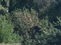 Incydent z dronem w Polatyczach koło Terespola. Wojewoda powołał sztab kryzysowy