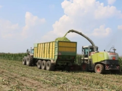 Kukurydza na kiszonkę pod presją suszy – możliwe straty w uprawach?