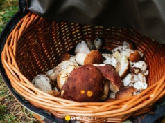 Zbierał 