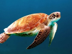 Archelon ischyros to największy żółw w historii Ziemi. Był większy niż nosorożec