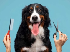 Zwiesz się zwierz. Z wizytą u groomera [PODACST]